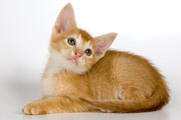 kitten in studio © Ulf