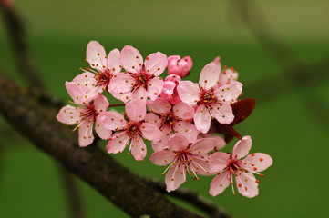plum flowers