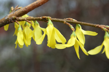 early spring yellow flower on the bush