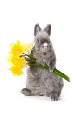 bunny with yellow flowers