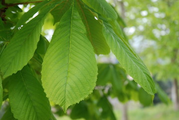 particolare di foglia verde