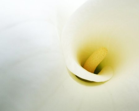 Arum Lily Close