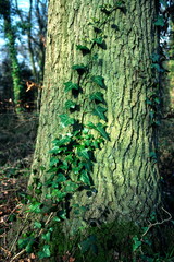 tree ivy