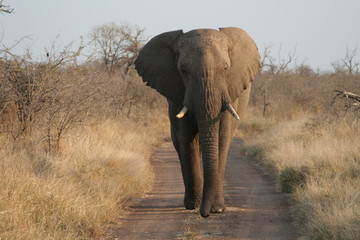 Obraz premium elefantenbulle