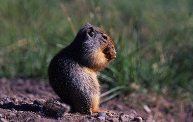 columbian ground squirrel