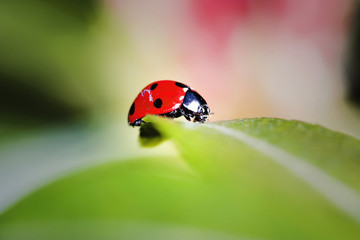 ladybug