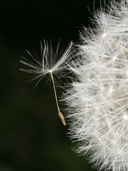 dandelion, close-up