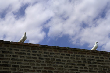 two doves on the wall