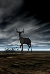 deer (buck)
