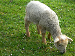 Obraz na płótnie Canvas lamb eating grass