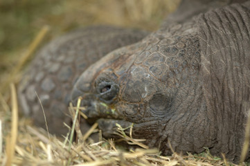 Fototapeta premium turtle