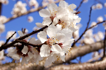 apricot flowering