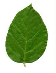 Obraz premium leaf 08