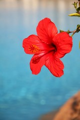 hibiscus © Juraj 