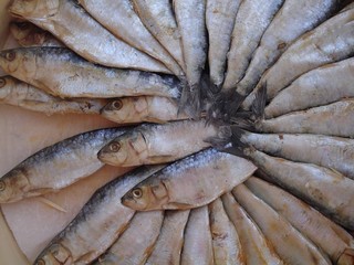 busby berkley fish