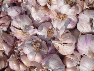 garlic close up