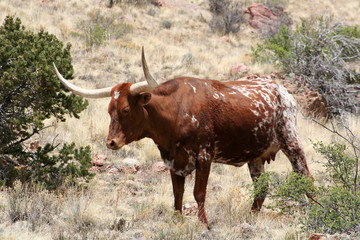 texas longhorn