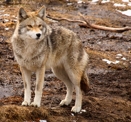coyote on a spring day
