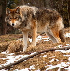 coyote looking at the camera on a spring day