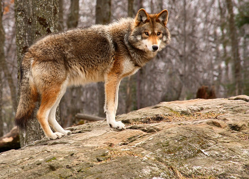 coyote standing on a rock