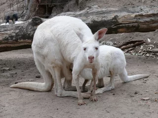 Papier Peint photo autocollant Kangourou albino kangaroo