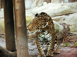 american leopard  animal