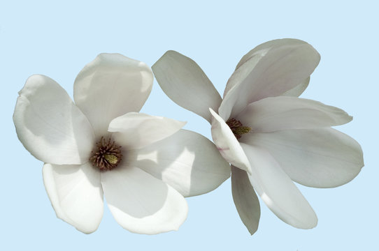 Fototapeta magnolia in blossom