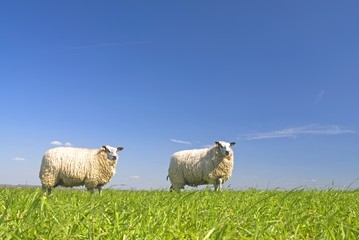 Obraz premium sheep on grass with blue sky