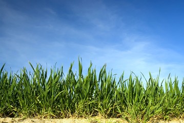 green grass with blue sky
