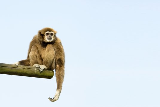 white-handed gibbon sitting down