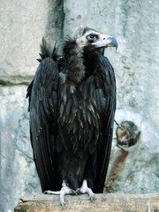 vulture  bird