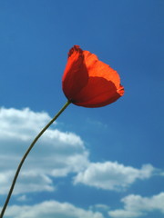 Obraz premium red flower