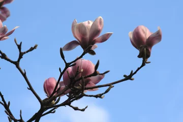 Crédence de cuisine en verre imprimé Magnolia magnolie