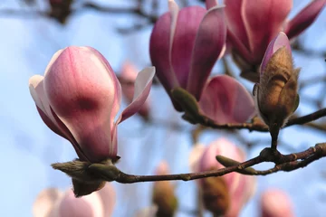 Fotobehang Magnolia magnolia& 39 s