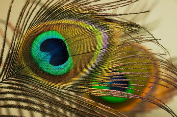 peacock feather