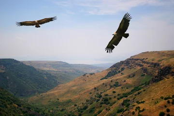 Papier Peint photo autocollant Aigle vautour