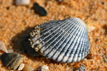 sea shell