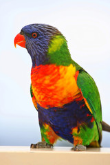 rainbow  lorikeet