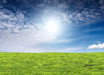 tea plantation and blue sky