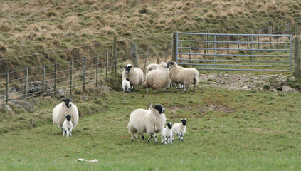 lambs and sheep running across a field in spring © Stephen Finn