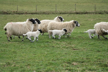 lambs and sheep running
