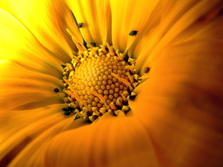 inside flower with bugs