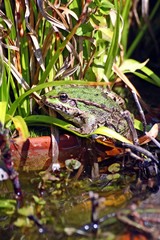 grenouille