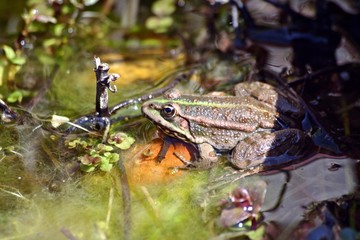 grenouille