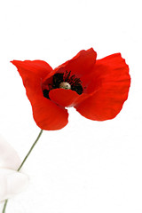 coquelicot