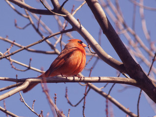 northern cardinal (cardinalis cardinalis)