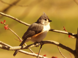 tufted titmouse (baeolophus bicolor)