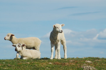 drei lämmer auf einer wiese