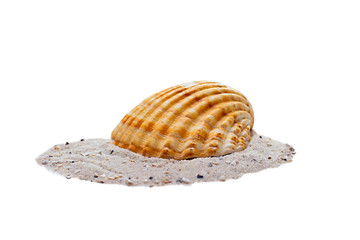 shell on sand