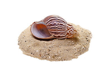 snail on sand